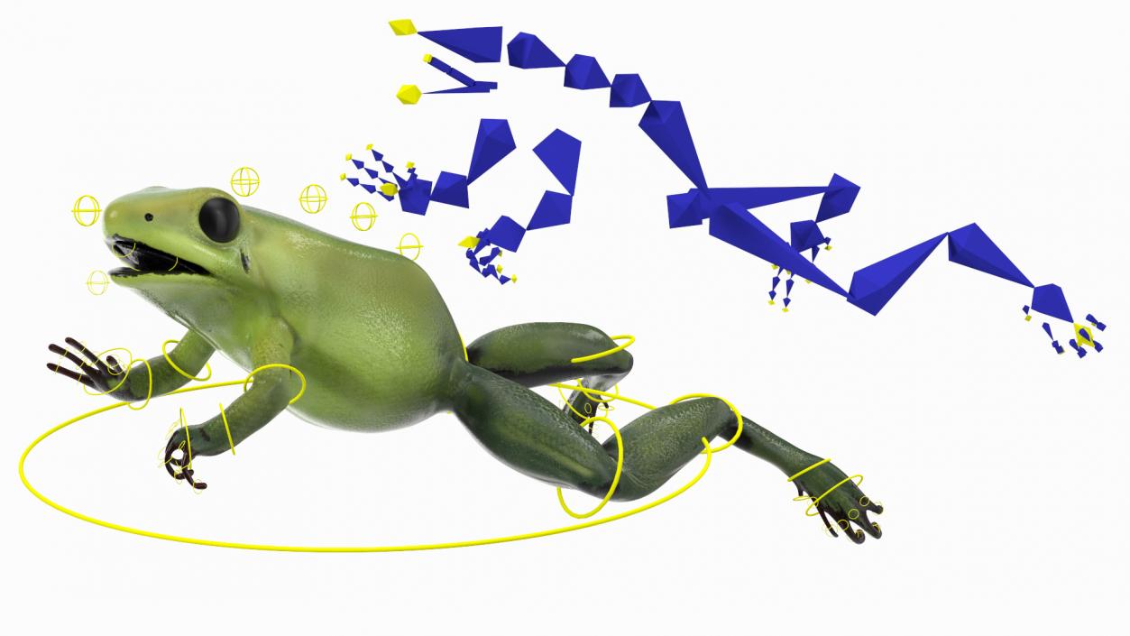 3D Green Morph Dart Frog Rigged model