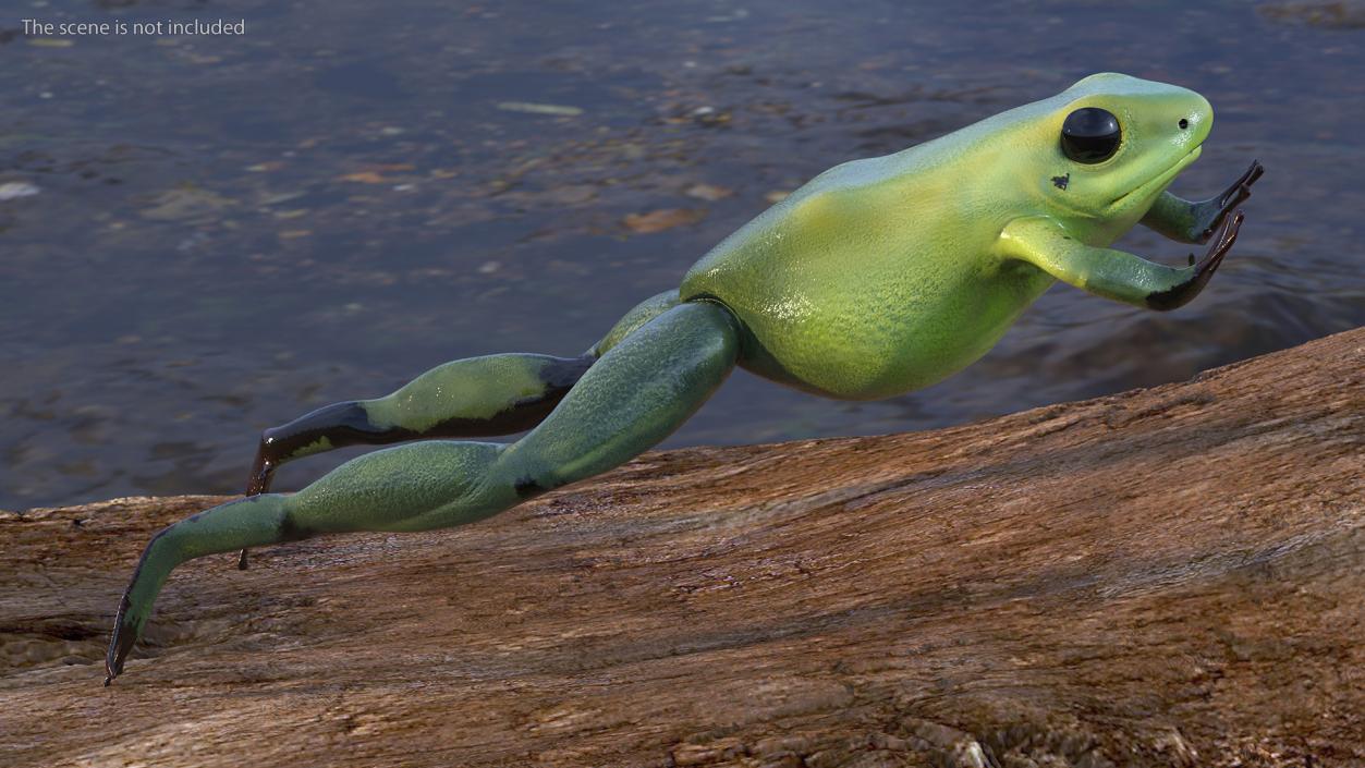 3D Green Morph Dart Frog Rigged model