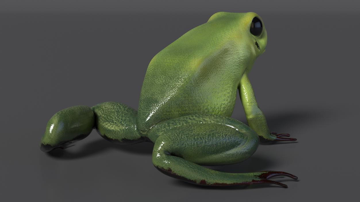 3D Green Morph Dart Frog Rigged model