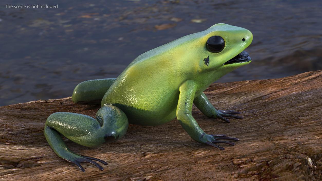 3D Green Morph Dart Frog Rigged model