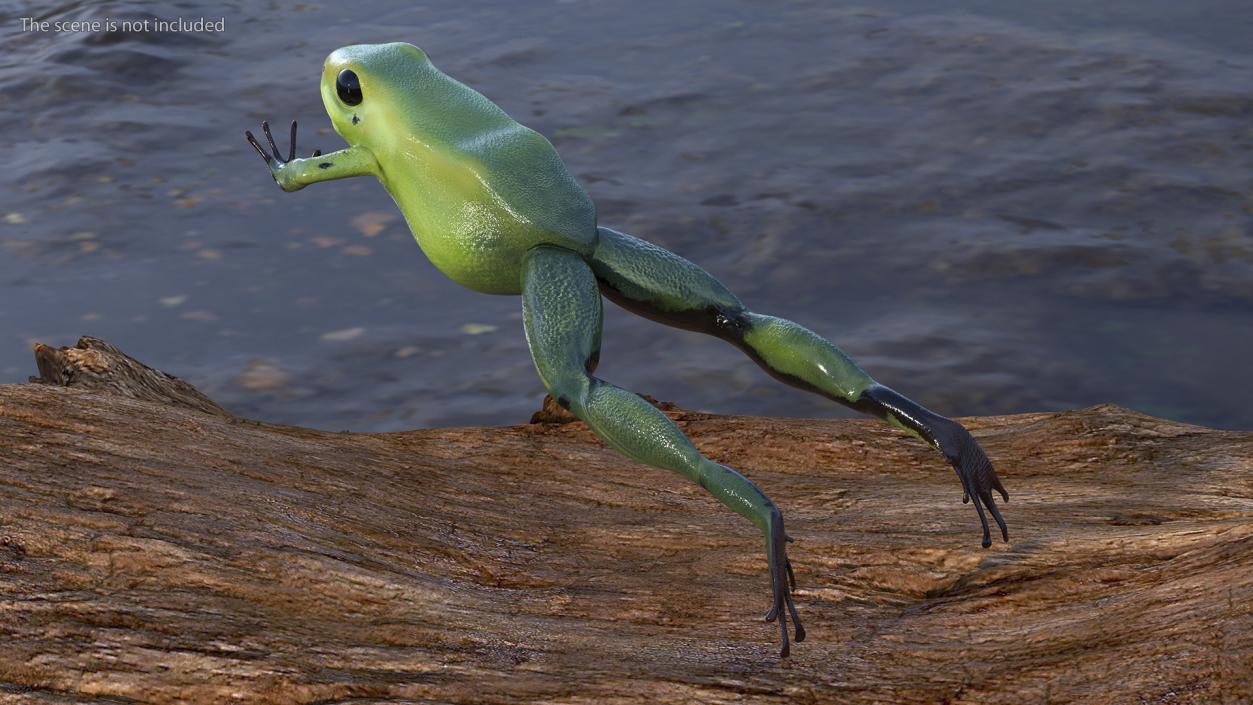 3D Green Morph Dart Frog Rigged model