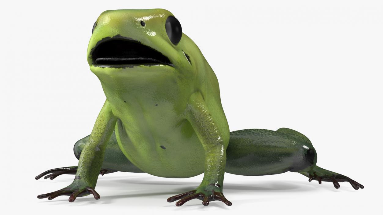 3D Green Morph Dart Frog Rigged model