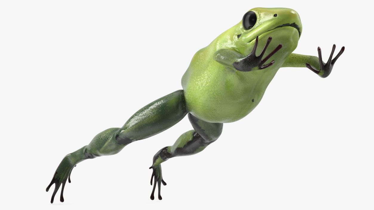 3D Green Morph Dart Frog Rigged model