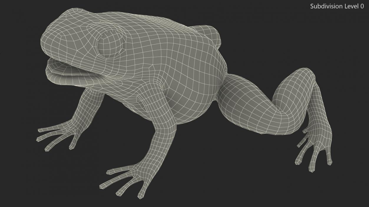 3D Green Morph Dart Frog Rigged model