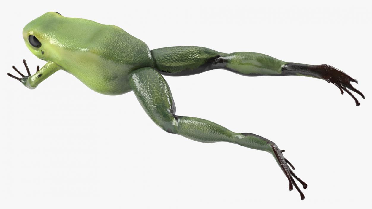 3D Green Morph Dart Frog Rigged model