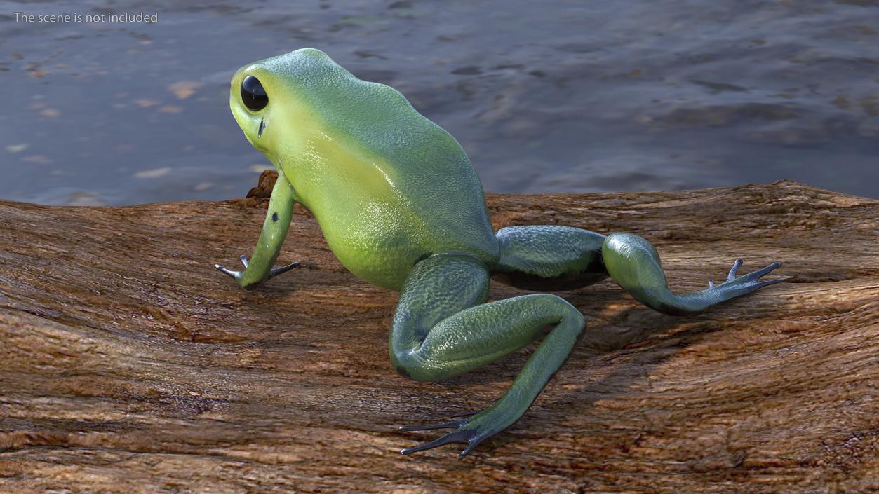 3D Green Morph Dart Frog Rigged model