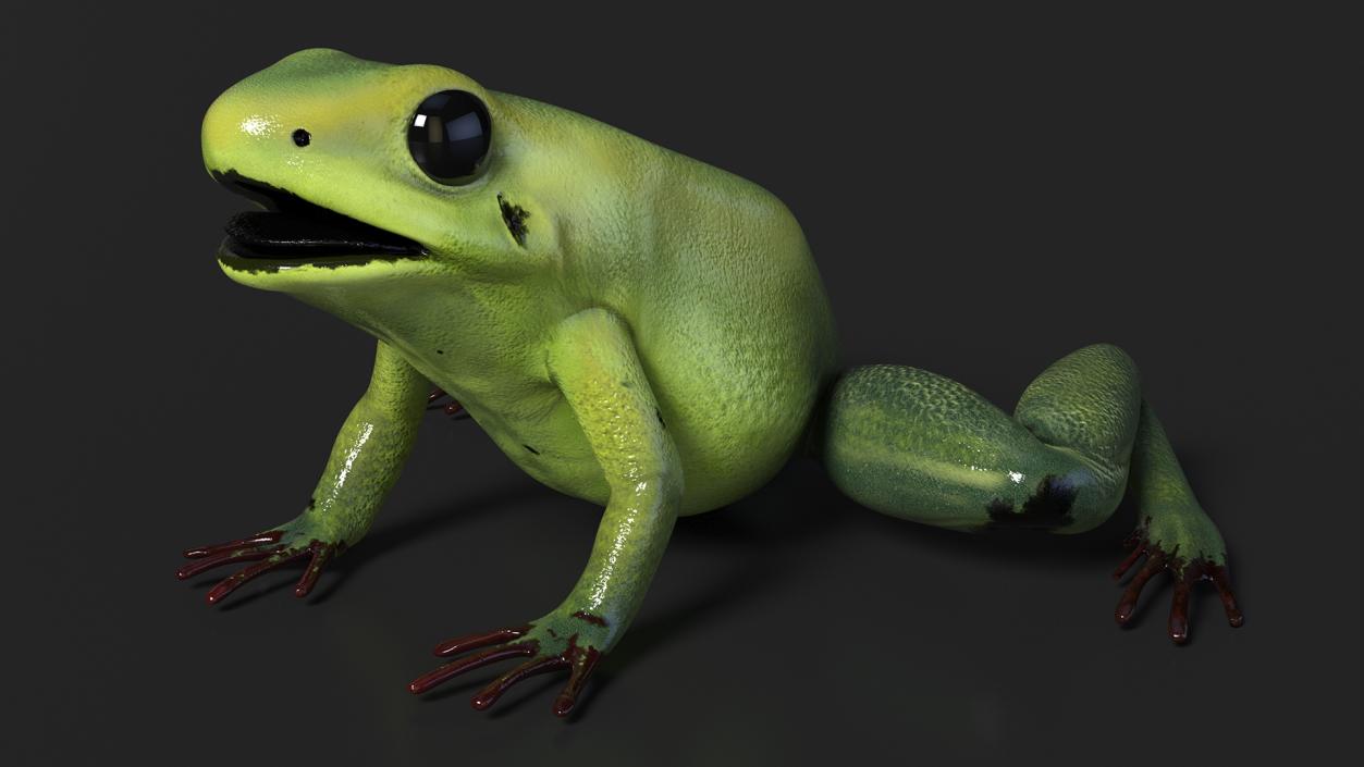 3D Green Morph Dart Frog Rigged model