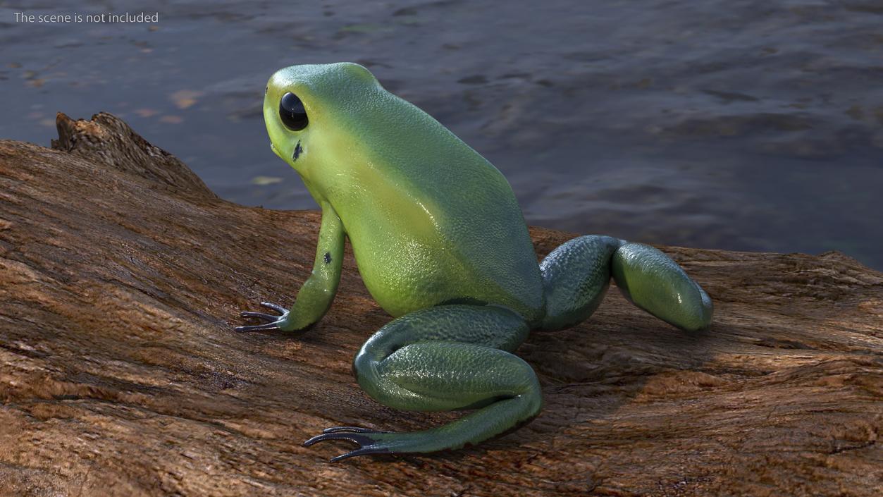 3D Green Morph Dart Frog Rigged model