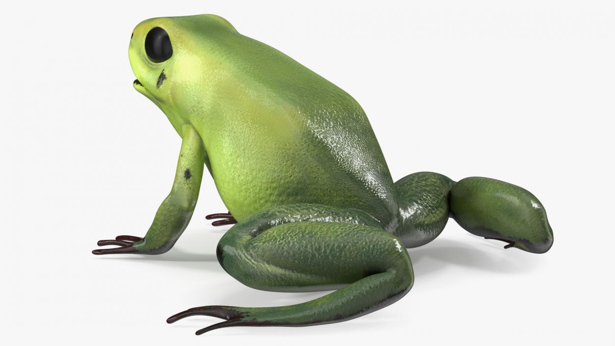 3D Green Morph Dart Frog Rigged model