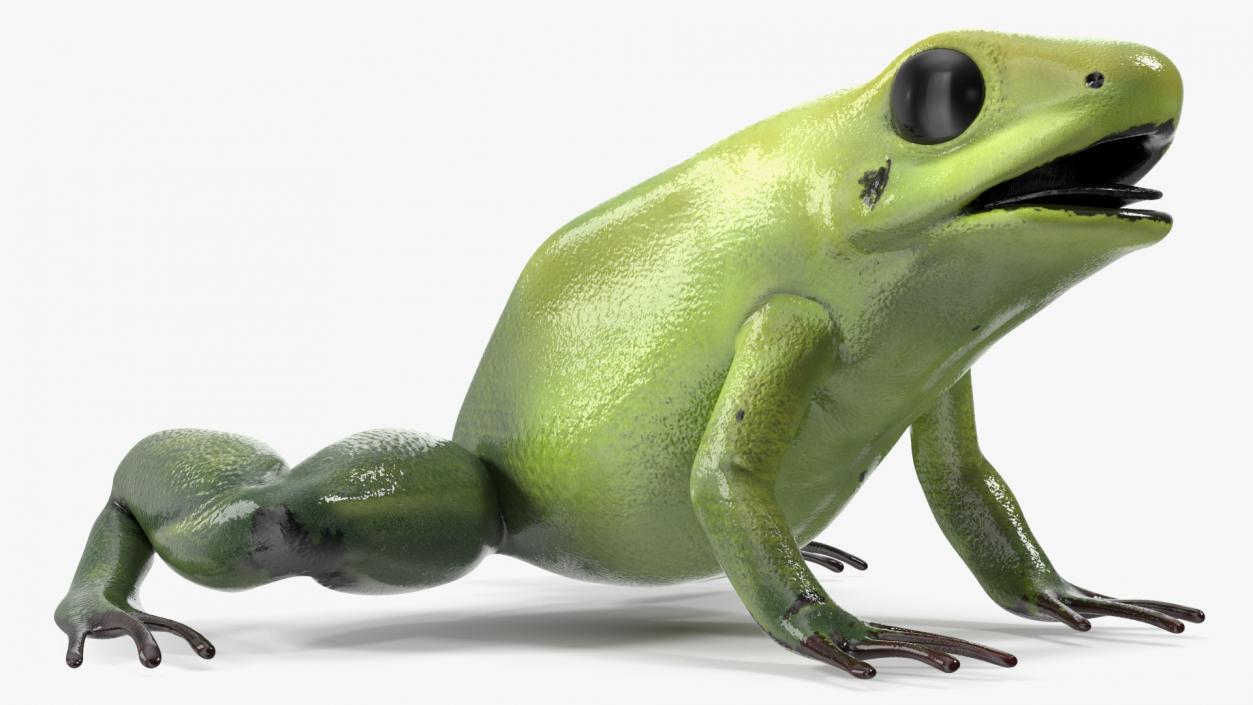 3D Green Morph Dart Frog Rigged model