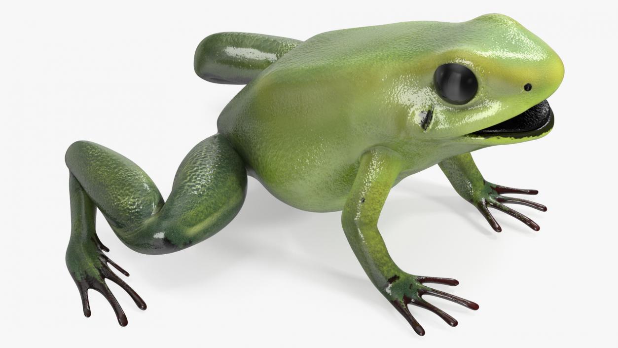 3D Green Morph Dart Frog Rigged model