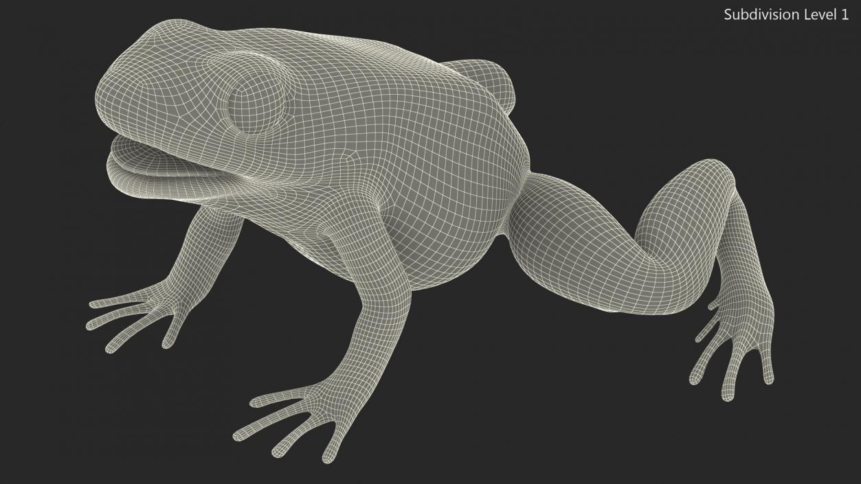 3D Green Morph Dart Frog Rigged model