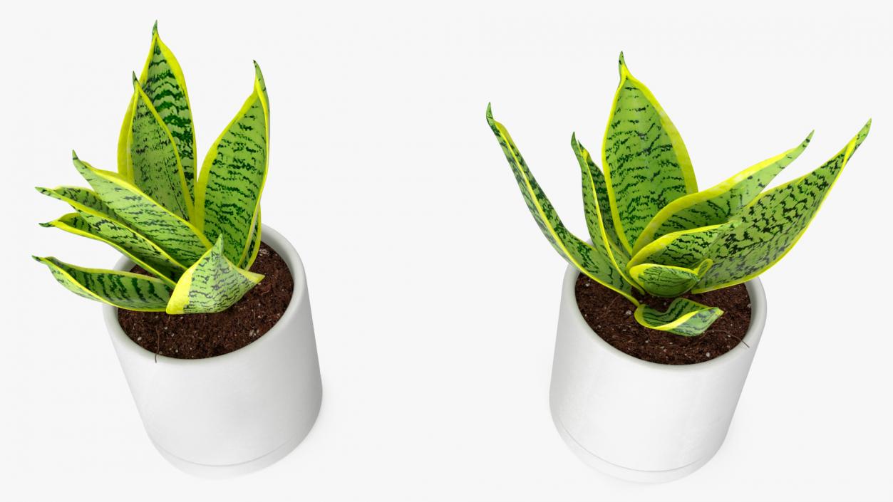 Variegated Snake Plant 3D