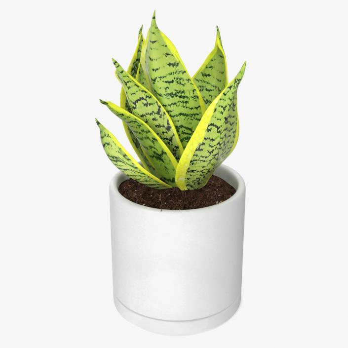 Variegated Snake Plant 3D