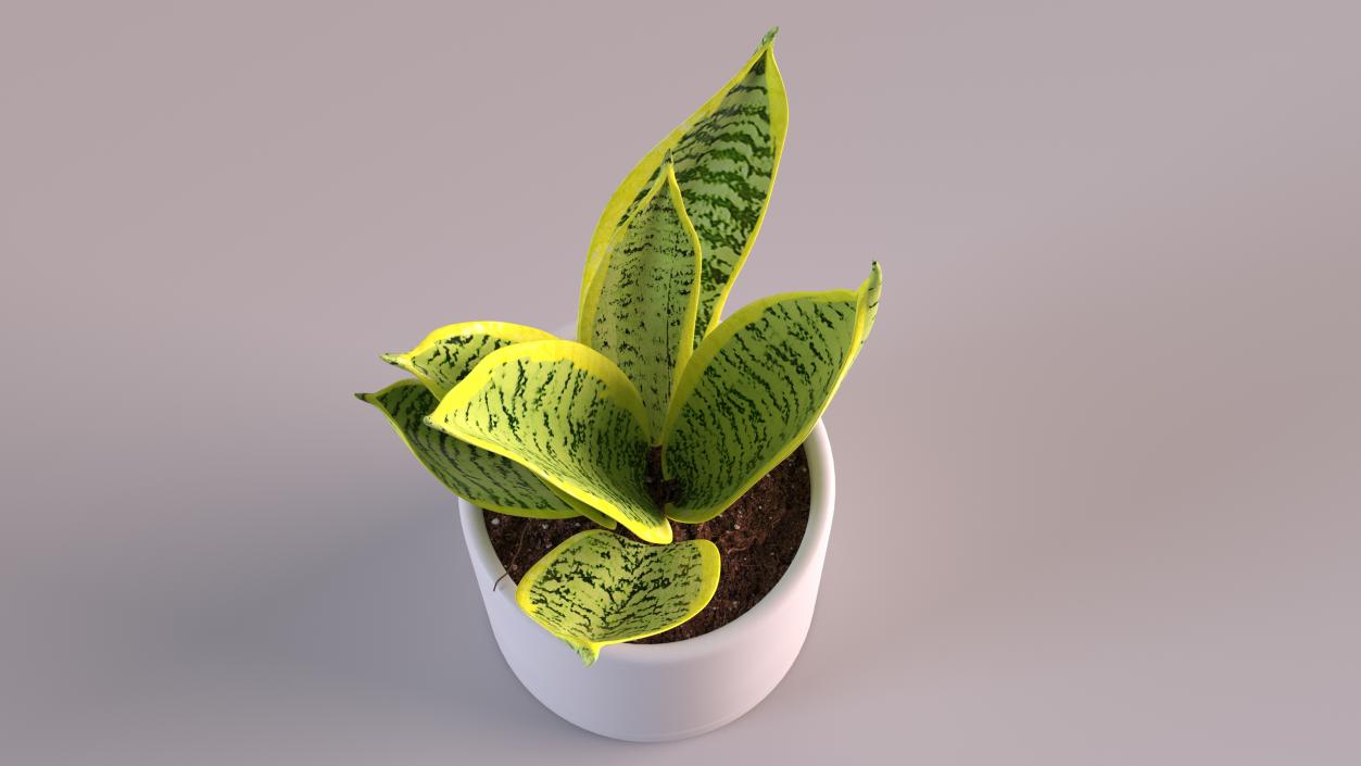 Variegated Snake Plant 3D