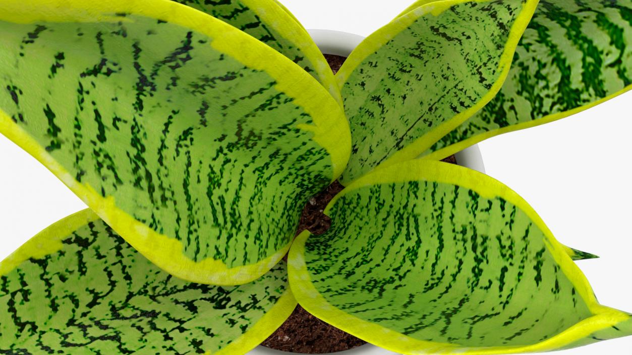 Variegated Snake Plant 3D