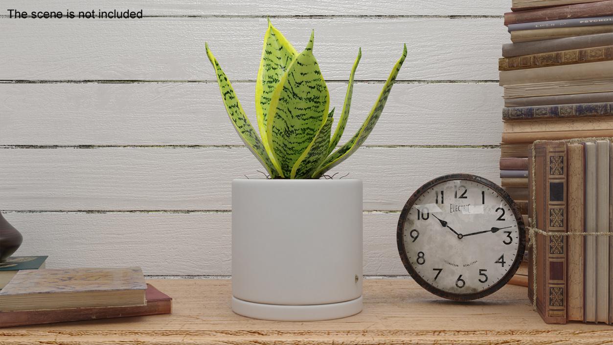 Variegated Snake Plant 3D