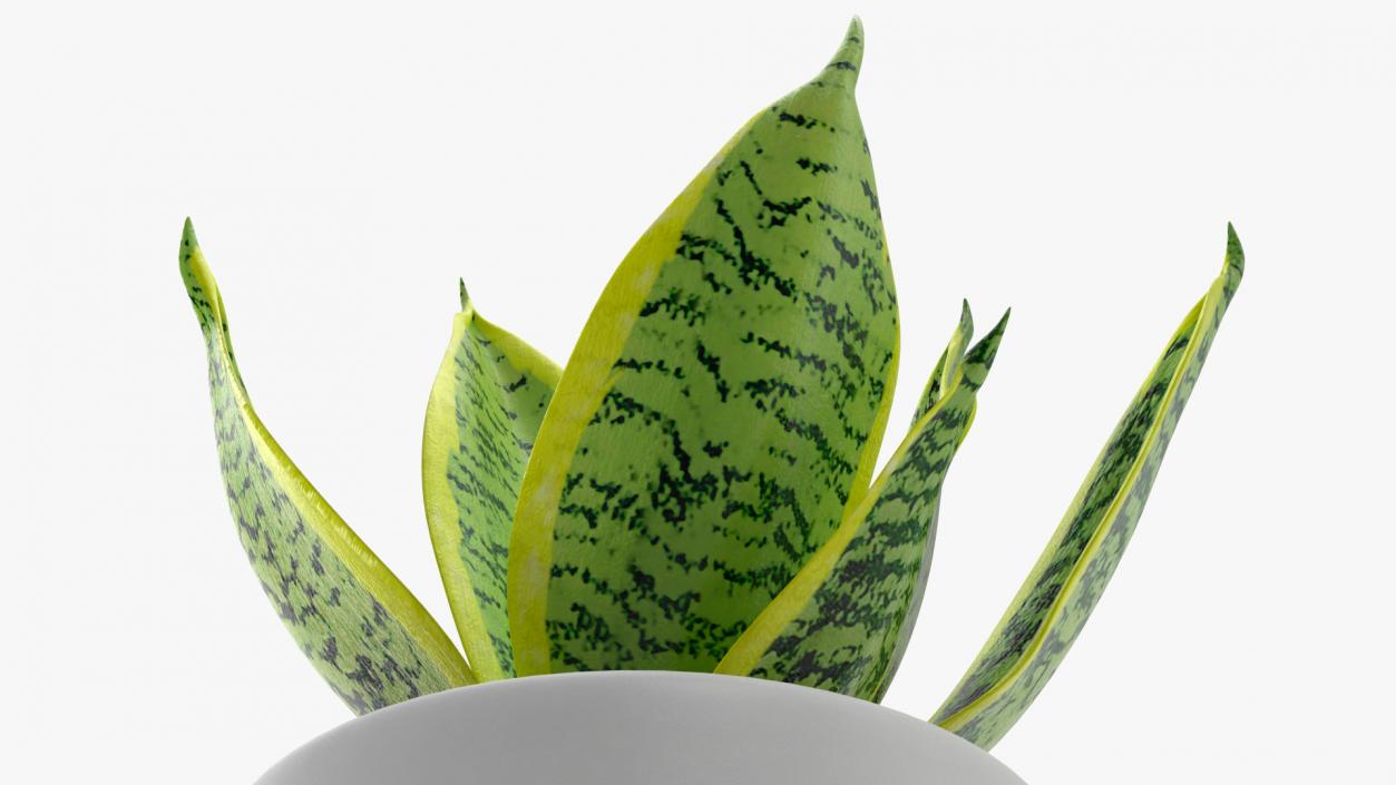 Variegated Snake Plant 3D