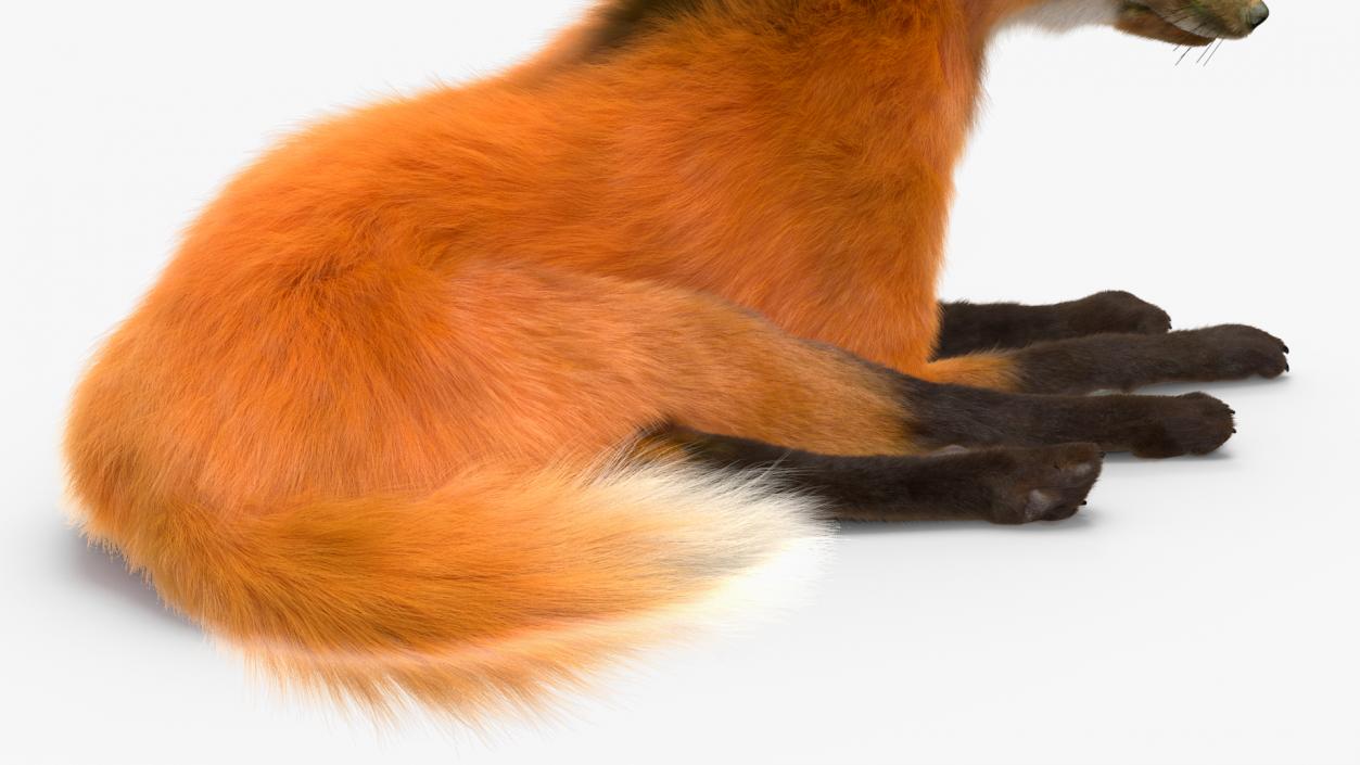 Maned Wolf Reclining Pose Fur 3D model