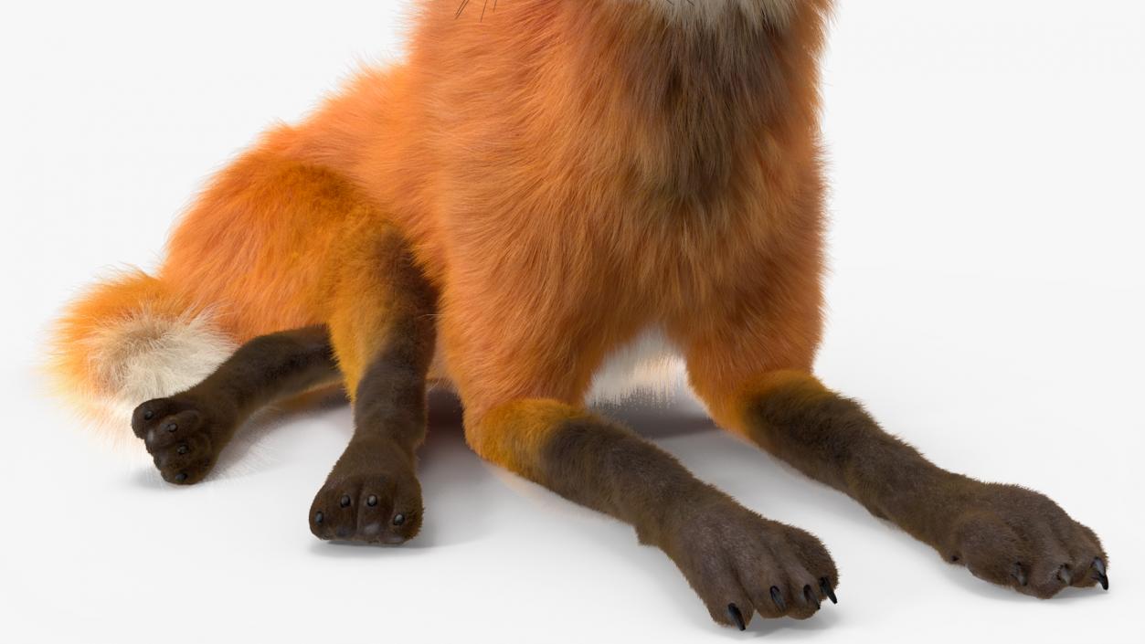 Maned Wolf Reclining Pose Fur 3D model