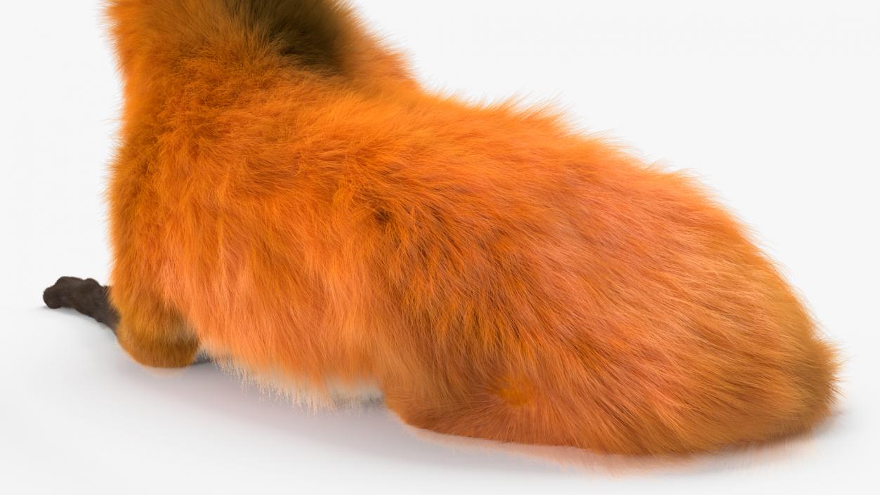 Maned Wolf Reclining Pose Fur 3D model