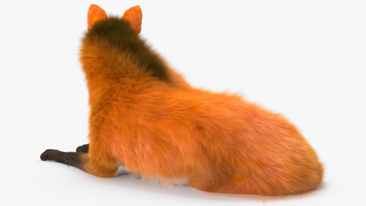 Maned Wolf Reclining Pose Fur 3D model