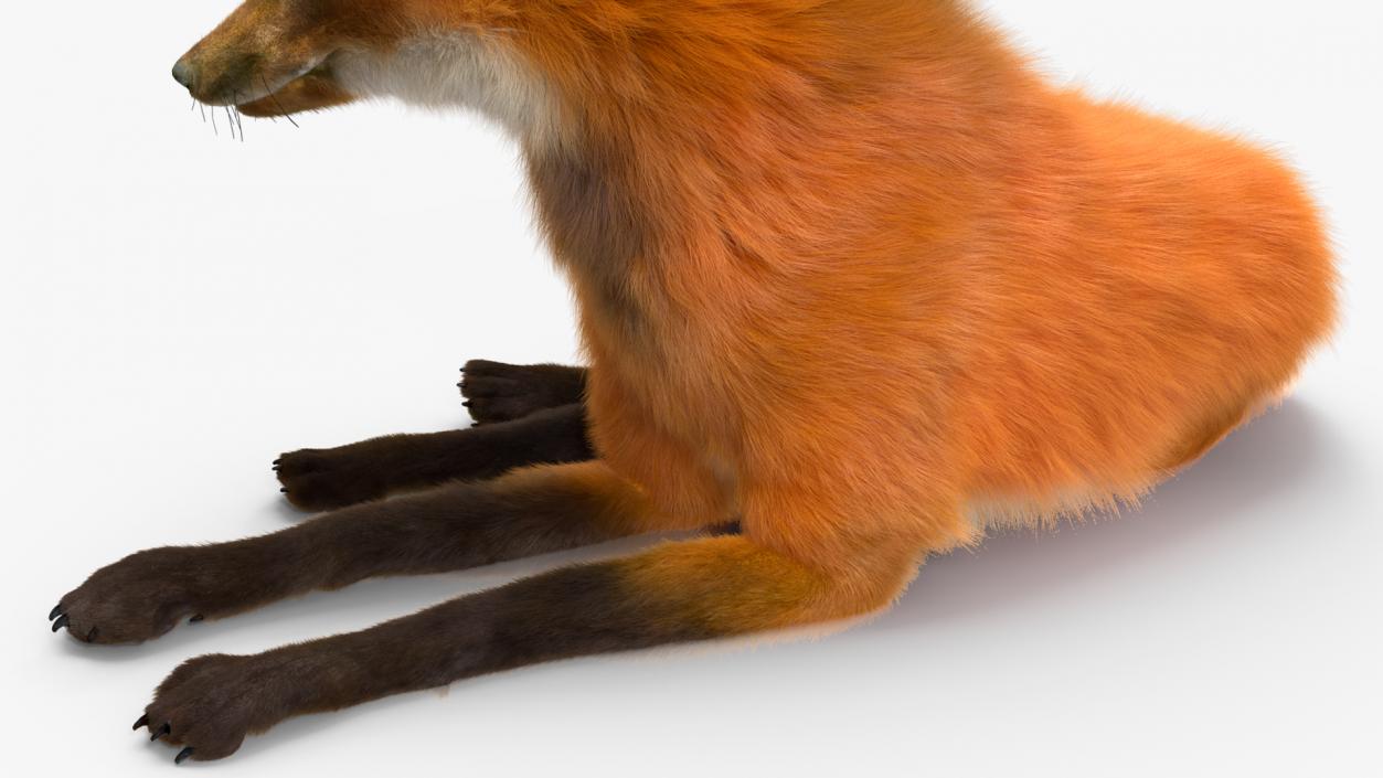 Maned Wolf Reclining Pose Fur 3D model