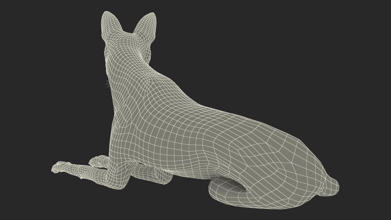 Maned Wolf Reclining Pose Fur 3D model