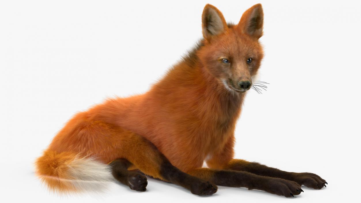 Maned Wolf Reclining Pose Fur 3D model