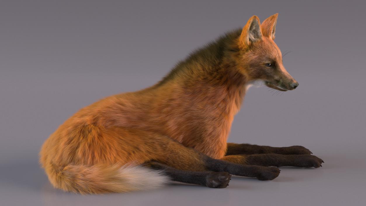 Maned Wolf Reclining Pose Fur 3D model