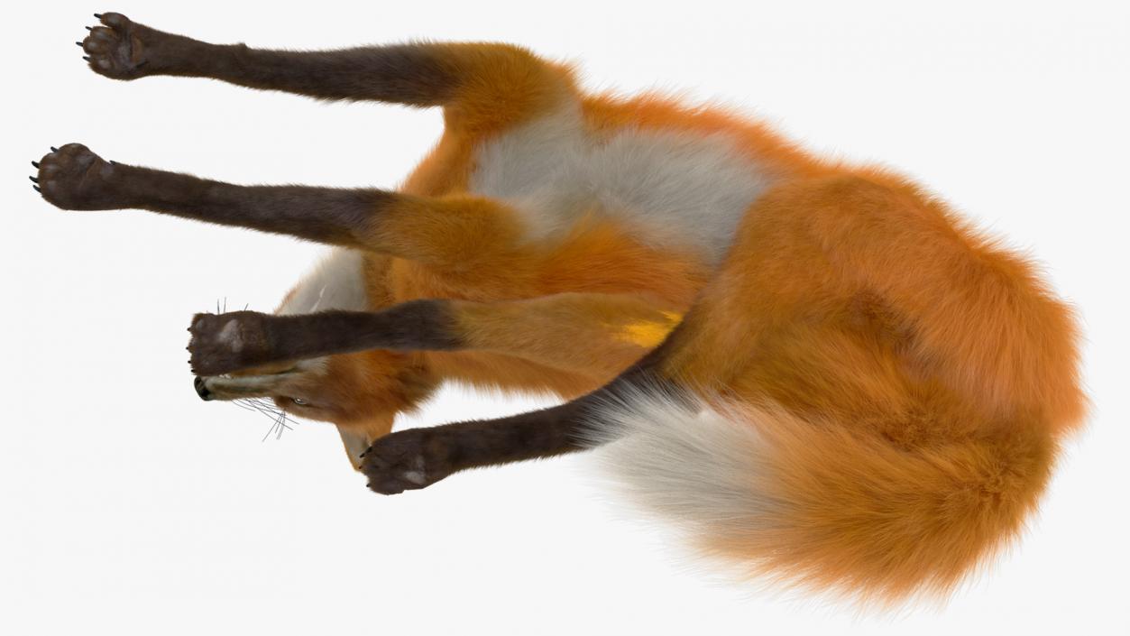 Maned Wolf Reclining Pose Fur 3D model