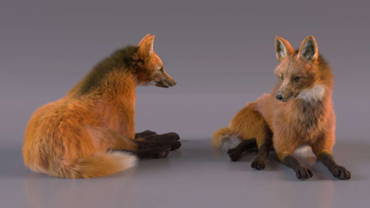 Maned Wolf Reclining Pose Fur 3D model