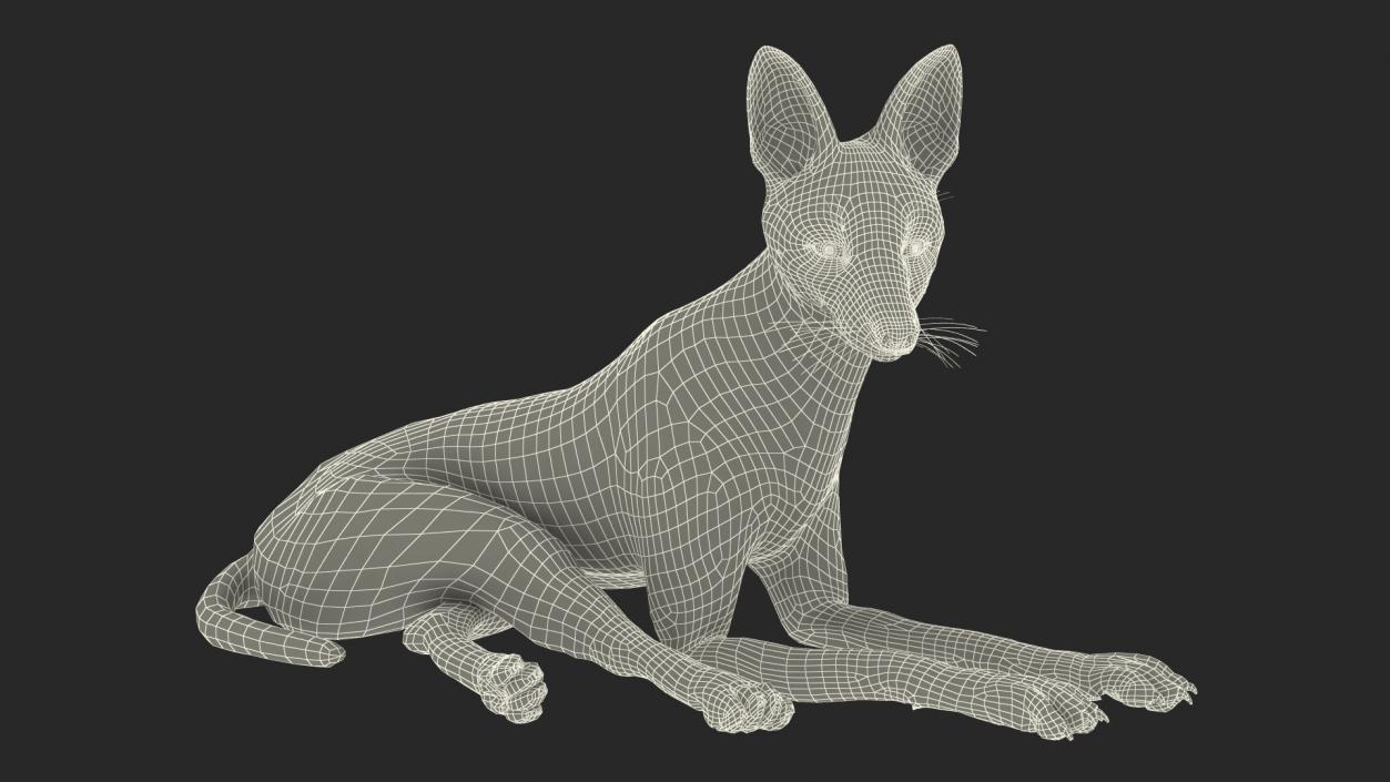 Maned Wolf Reclining Pose Fur 3D model