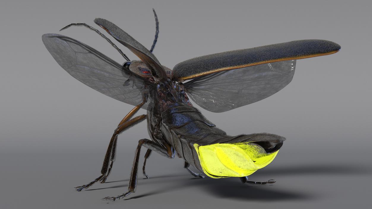 3D Glowing Eastern Firefly Standing Pose Fur