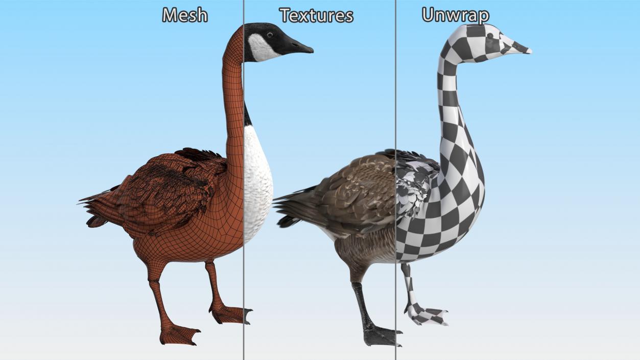 3D Branta Canadensis Standing Pose