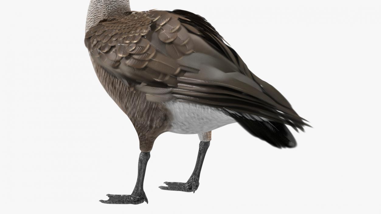 3D Branta Canadensis Standing Pose