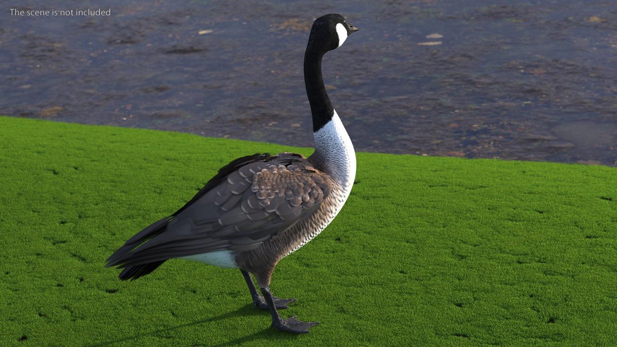 3D Branta Canadensis Standing Pose