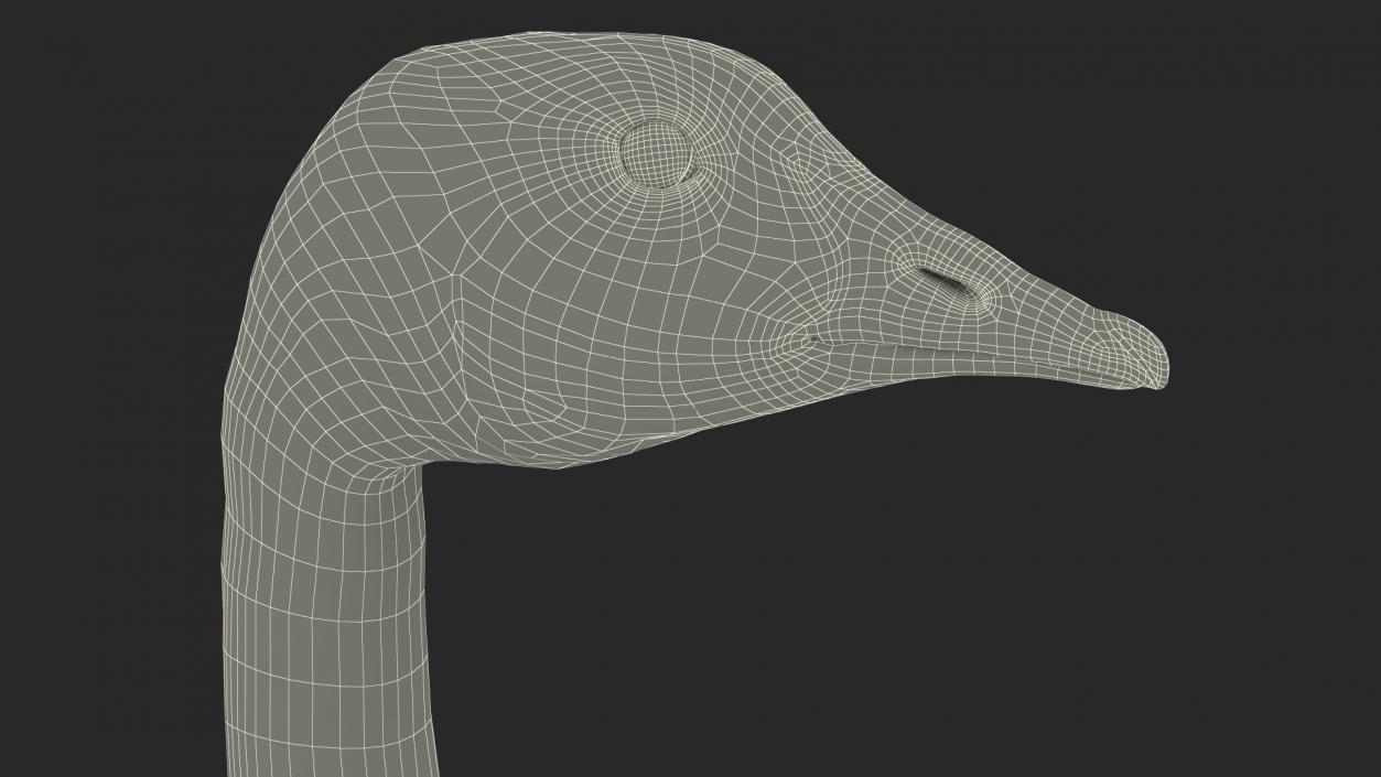 3D Branta Canadensis Standing Pose