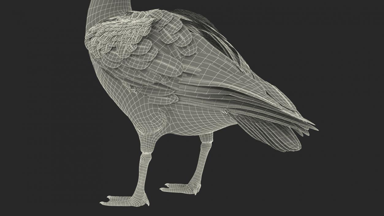 3D Branta Canadensis Standing Pose