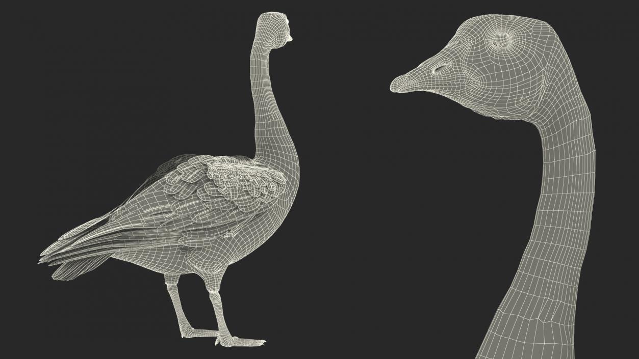 3D Branta Canadensis Standing Pose