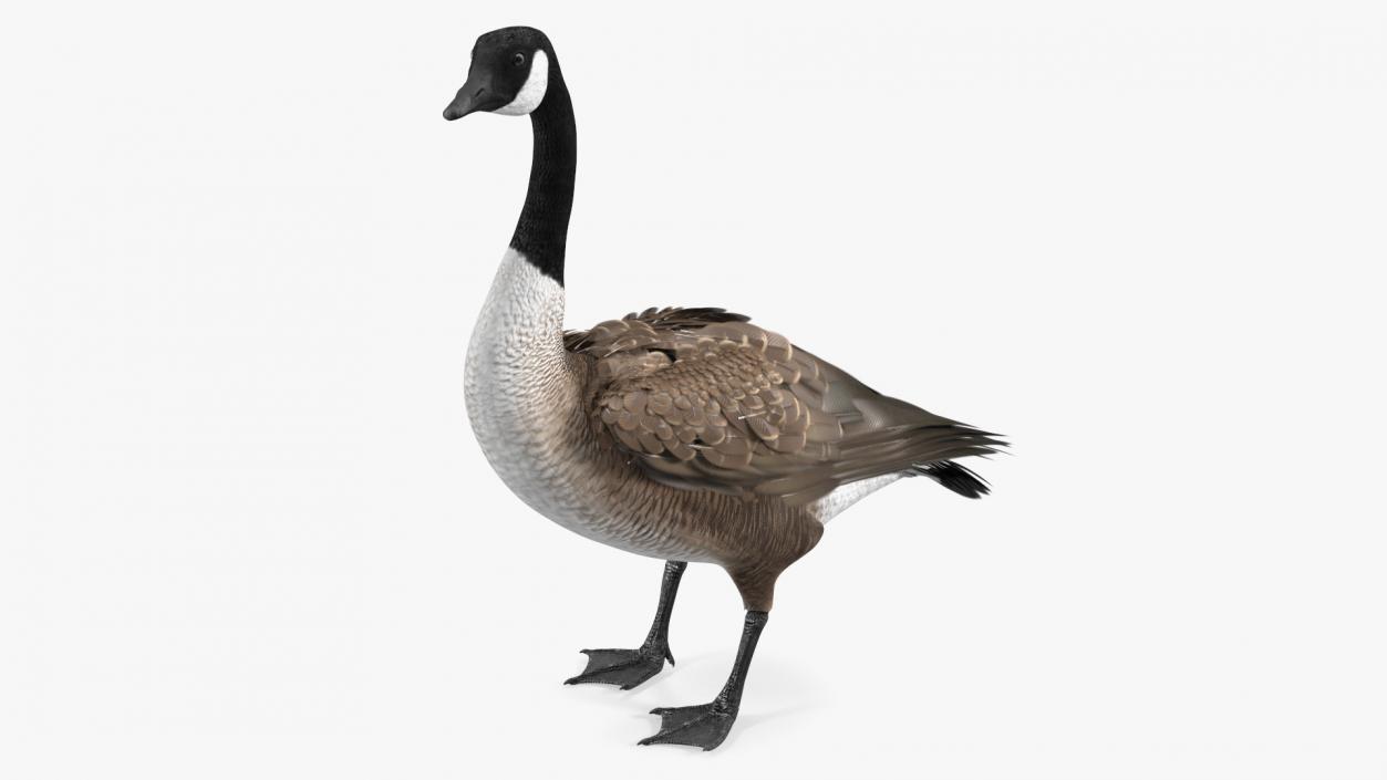 3D Branta Canadensis Standing Pose