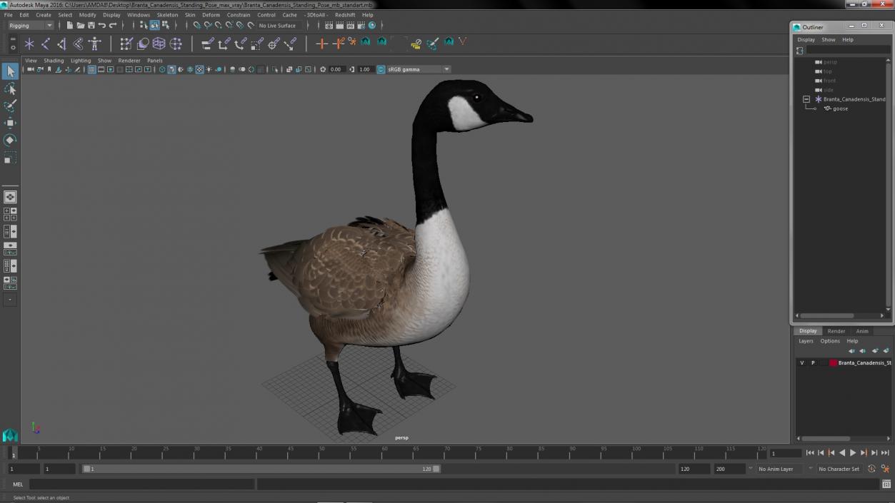 3D Branta Canadensis Standing Pose