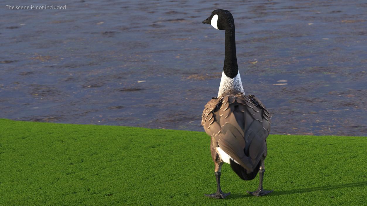 3D Branta Canadensis Standing Pose