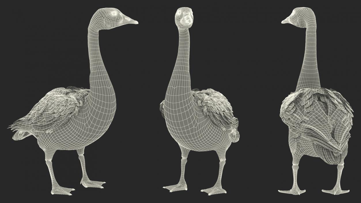 3D Branta Canadensis Standing Pose