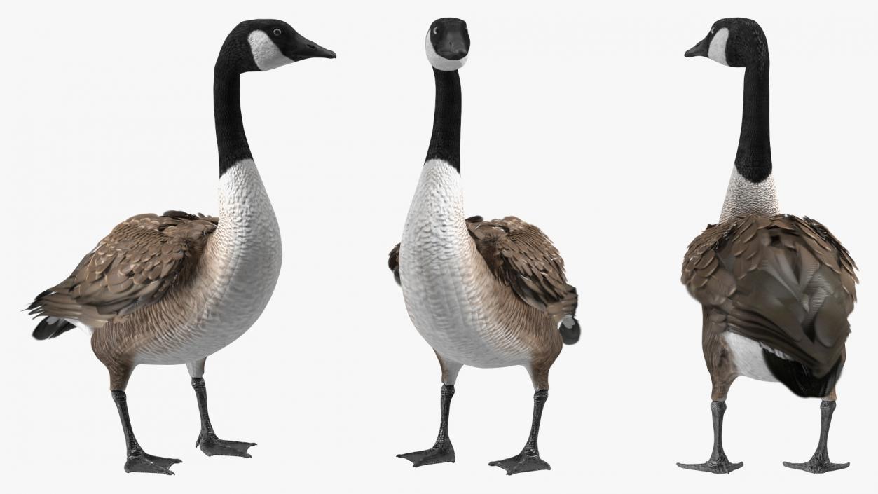 3D Branta Canadensis Standing Pose