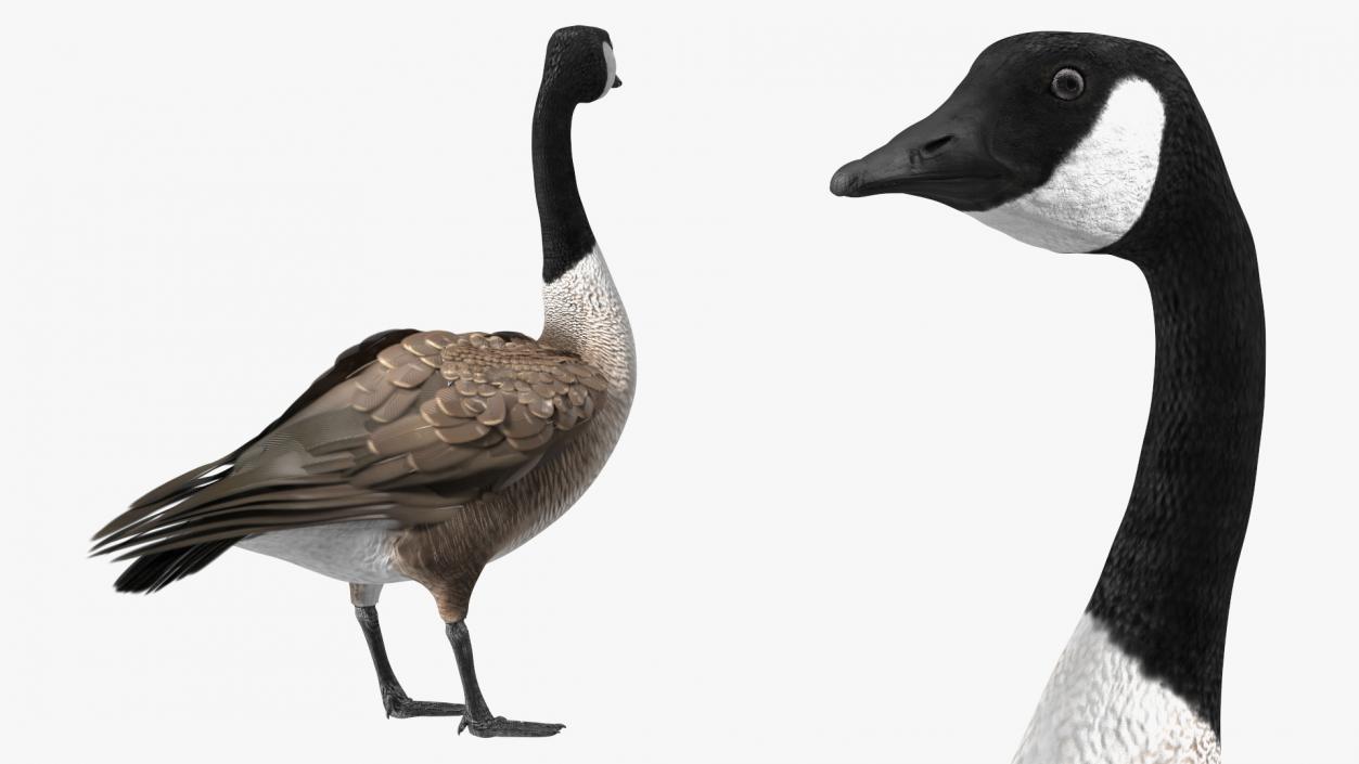 3D Branta Canadensis Standing Pose