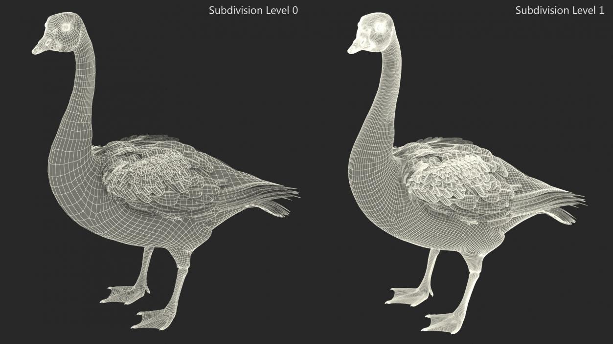 3D Branta Canadensis Standing Pose