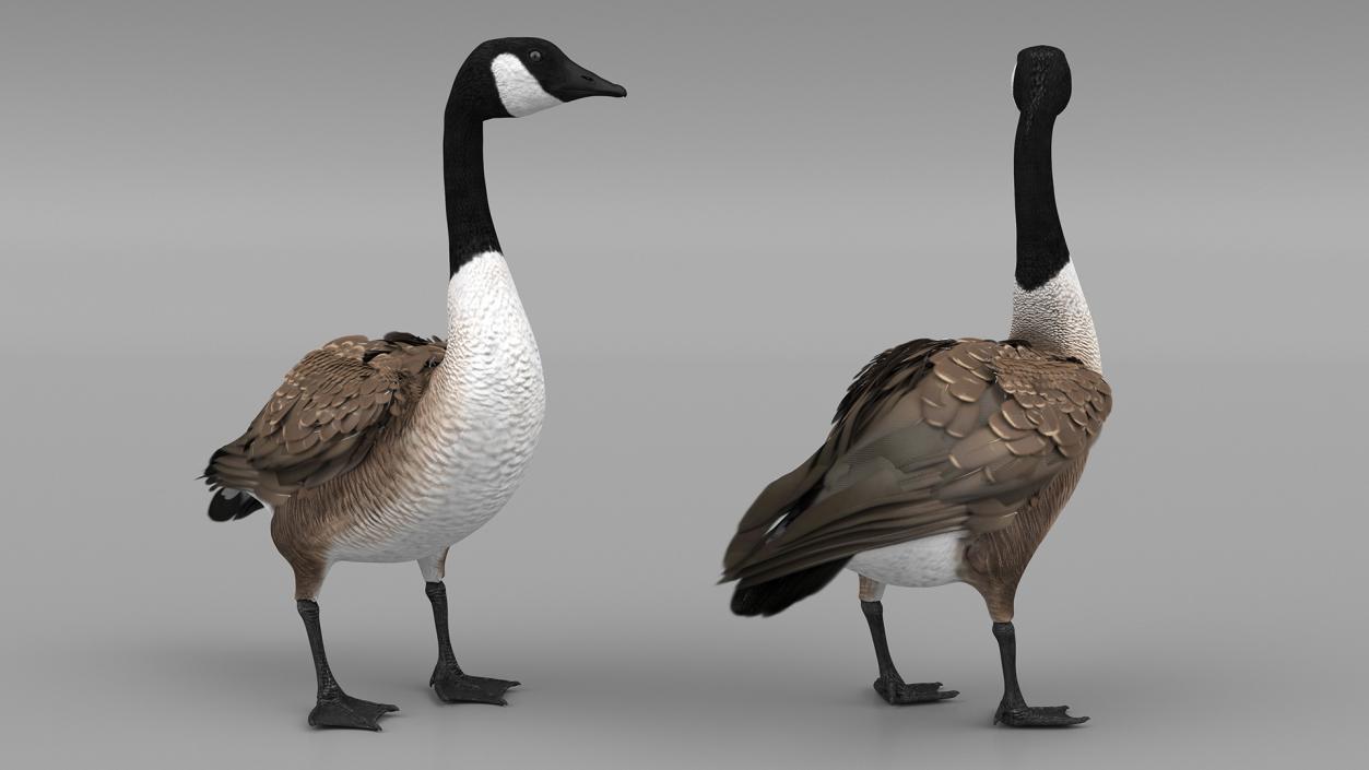 3D Branta Canadensis Standing Pose