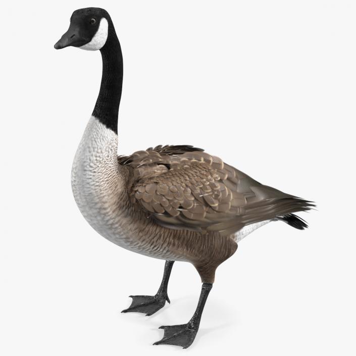 3D Branta Canadensis Standing Pose