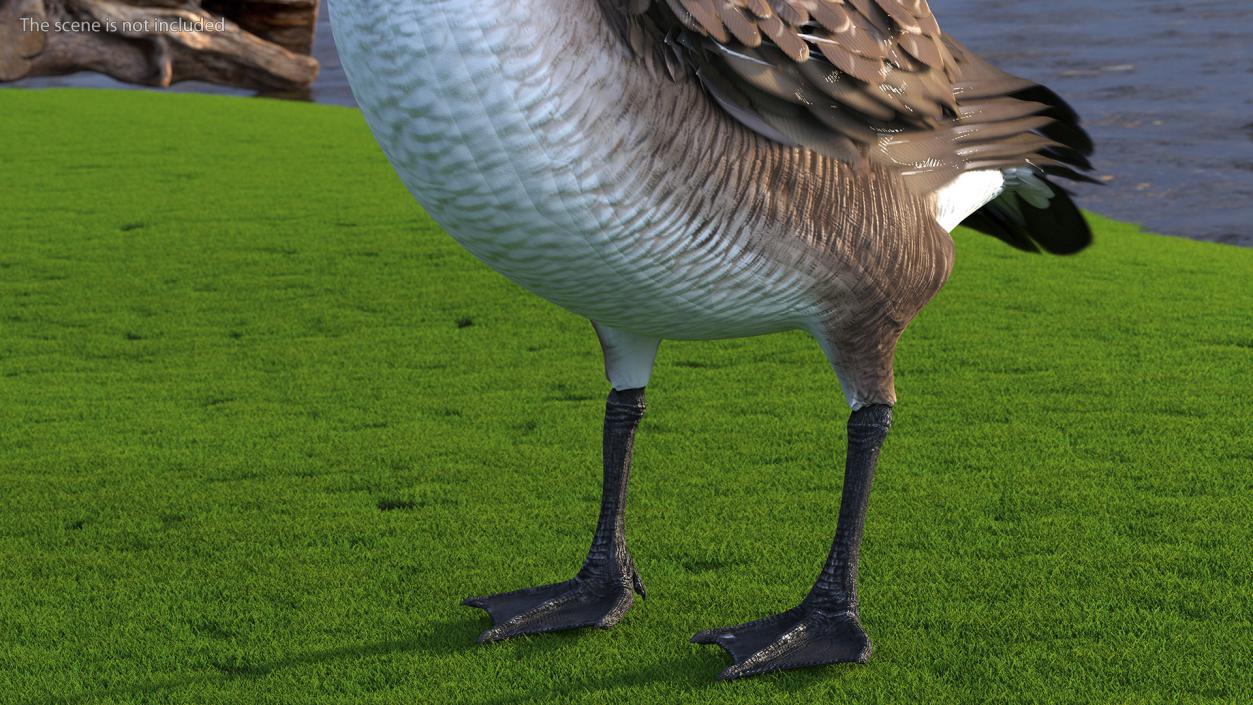 3D Branta Canadensis Standing Pose